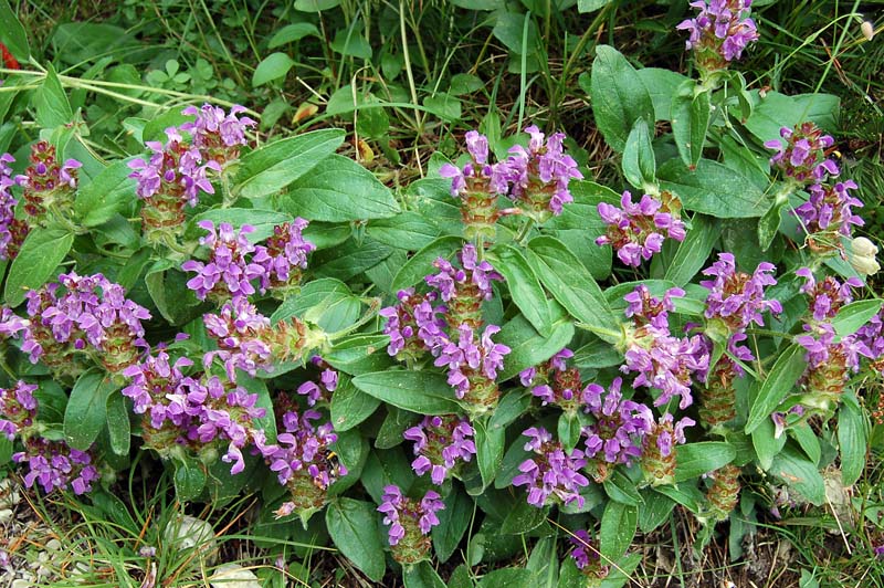 Prunella vulgaris / Prunella comune